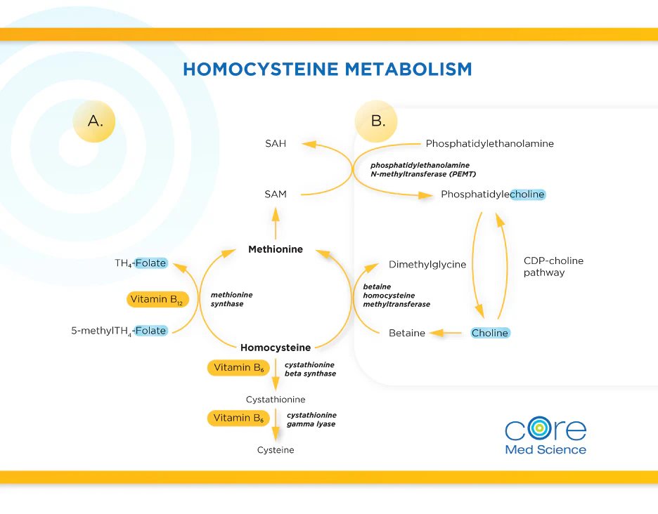 Homocysteine Metabolism Chart