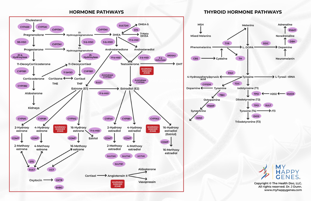 Hormone Pathways Chart