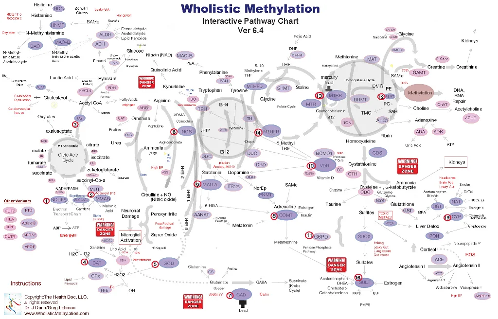 Comprehensive Methylation Pathways